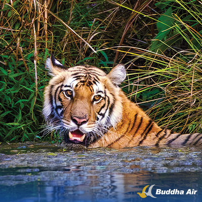 Spotting Royal Bengal Tiger - Exploring Wild Nepal
